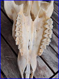 Crâne d' Impala avec mâchoire ( Aepyceros melampus )