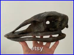 Crane d'Oiseau Elephant Aepyornis Maximus de Madagascar museum quality