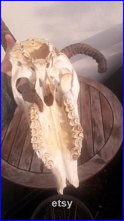 Crâne d' Oryx avec malformation