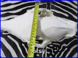 Crâne d âne Crâne d âne réel Taille approximative Environ 11 de haut X 7 de large X 23 de profondeur