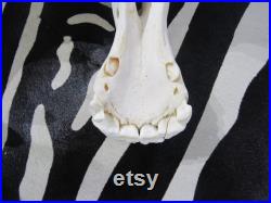 Crâne d âne Crâne d âne réel Taille approximative Environ 11 de haut X 7 de large X 23 de profondeur