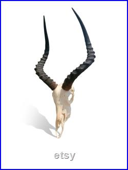 Crâne d animal Vraies cornes d antilope africaines Crâne de trophée africain