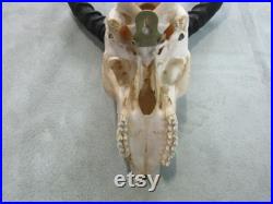 Crâne d animal Vraies cornes d antilope africaines Crâne de trophée africain