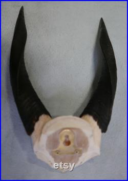 Crâne d antilope Real African Bushbuck Antelope Horns African Trophy Antelope Skull Taille moyenne 14HX9WX3D pouces