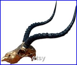 Crâne d antilope réel Impala Crâne Crâne Animal Crâne Peint Bronze