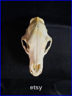 Crâne d'ours