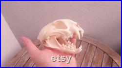Crâne de Caracal