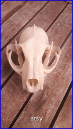 Crâne de Caracal