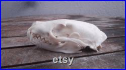 Crâne de Civette africaine Civettictis civetta
