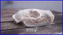 Crâne de Civette africaine Civettictis civetta