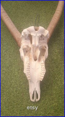 Crâne de Cobe defassa Waterbuck Kobus ellipsiprymnus defassa
