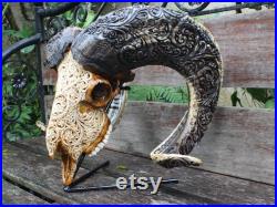 Crâne de RAM sculpté avec corne BIG décor de crâne de bélier avec de sculpture de corne Décor mural de crâne de bélier.