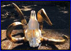 Crâne de Ram. Navajo-Churro Four Horned Oddity.