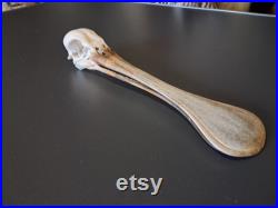 Crâne de Spatule d'Afrique Platalea alba