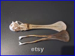 Crâne de Spatule d'Afrique Platalea alba