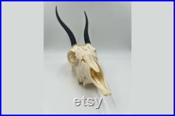 Crâne de Springbok