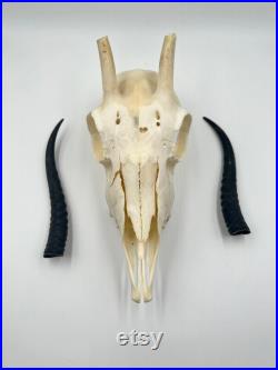 Crâne de Springbok