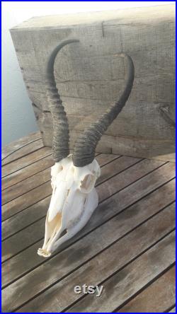 Crâne de Springbok Antidorcas marsupialis