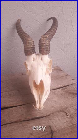 Crâne de Springbok Antidorcas marsupialis