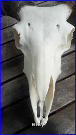Crâne de bélier 56