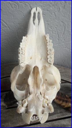 Crâne de bélier 56