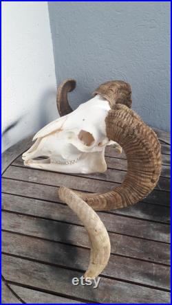 Crâne de bélier avec mâchoire 1512
