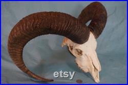 Crâne de bélier de mouton de montagne grand mouflon avec des cornes très fortes (29,5 ) European Alpine Rams
