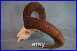 Crâne de bélier de mouton de montagne grand mouflon avec des cornes très fortes (29,5 ) European Alpine Rams