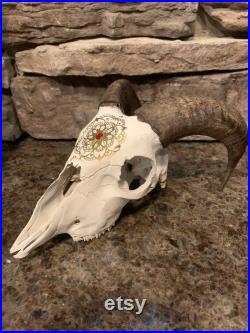Crâne de bélier peint à la main avec des cornes.