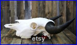 Crâne de bison blanchi Bleached bison skull