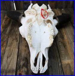 Crâne de bison blanchi Bleached bison skull
