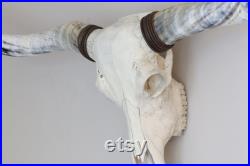 Crâne de buffle avec cornes de poumon, vrai crâne de buffle d eau avec des cornes de poumon de fait approprié, décoration intérieure, crâne de corne de poumon rustique