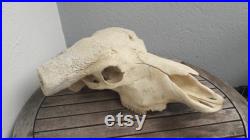 Crâne de buffle du Cap ( caffer ) Syncerus caffer