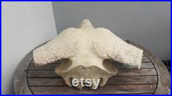 Crâne de buffle du Cap ( caffer ) Syncerus caffer