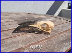 Crâne de calao gris africain Lophoceros nasutus 5 Crâne de calao gris africain Lophoceros nasutus 5
