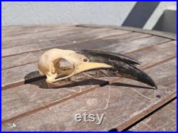 Crâne de calao gris africain Lophoceros nasutus 5 Crâne de calao gris africain Lophoceros nasutus 5