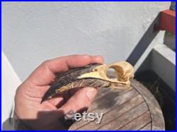 Crâne de calao gris africain Lophoceros nasutus 5 Crâne de calao gris africain Lophoceros nasutus 5