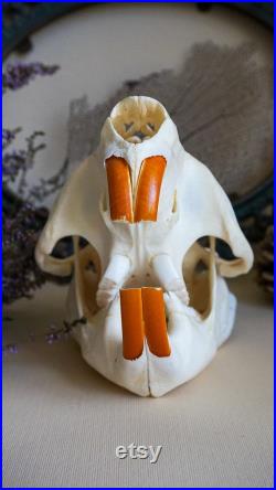 Crâne de castor sculpté à la main