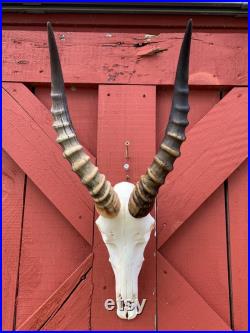 Crâne de cerf Real Blesbok Antelope Horns TAXIDERMY ANIMAL SKULL Blesbok Skull Taille moyenne 25HX10DX10W pouces