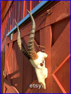 Crâne de cerf Real Blesbok Antelope Horns TAXIDERMY ANIMAL SKULL Blesbok Skull Taille moyenne 25HX10DX10W pouces