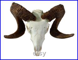 Crâne de cerf Vraies cornes d animaux africaines Crâne de trophée de mouton africain Taille approximative 15LX19WX6D pouces