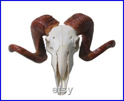 Crâne de cerf Vraies cornes d animaux africaines Crâne de trophée de mouton africain Taille approximative 15LX19WX6D pouces