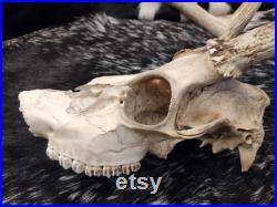 Crâne de cerf de Virginie avec bois