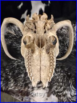 Crâne de cerf de Virginie avec bois