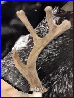 Crâne de cerf mulet monté avec bois