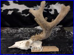 Crâne de cerf mulet monté avec bois