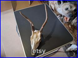 Crâne de cerf sika tête bizarde Cervus nippon