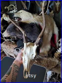 Crâne de cerf sika tête bizarde Cervus nippon