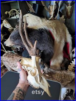 Crâne de cerf sika tête bizarde Cervus nippon