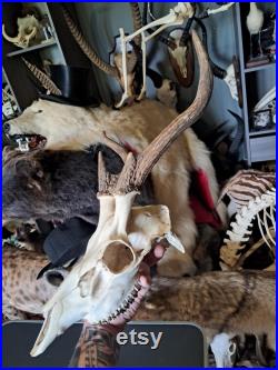Crâne de cerf sika tête bizarde Cervus nippon